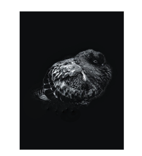 Mörk fågel som sitter och ser lugn ut mot en svart bakgrund.