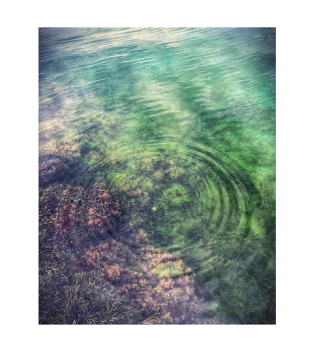 Klar vatten med rippelringar ovanför en grönskande botten.